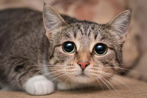 Un chat aux pupilles dilatées