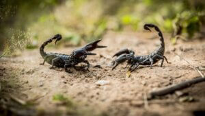 Les scorpions : 8 données que vous devez connaître