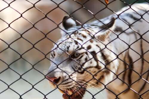 Un tigre en cage.