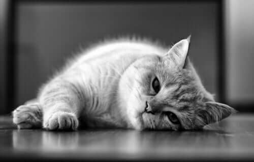 La leishmaniose chez les chats : causes et traitement