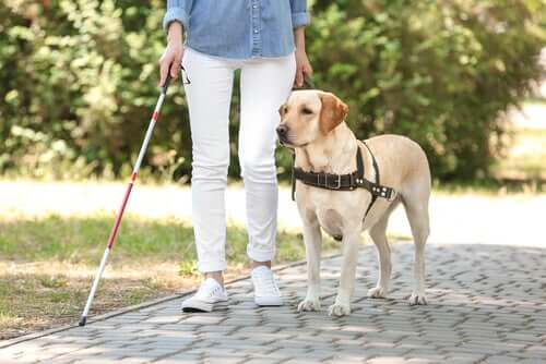 Les chiens guides d'aveugles ont accès aux établissements publics.
