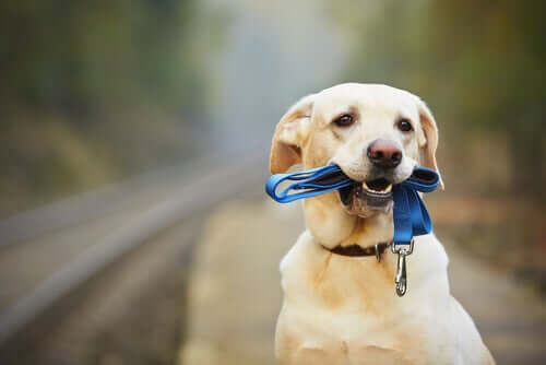 Comment habituer votre chien à porter un collier ?
