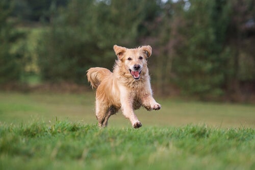 Peut-on laisser son chien courir librement en pleine campagne ?