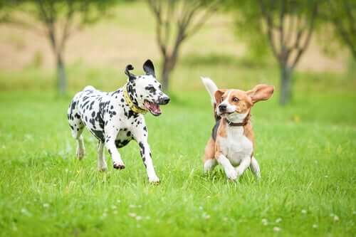 Deux chiens en train de courir sur la pelouse. 