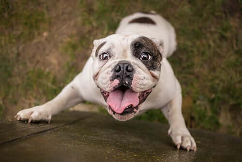 Sport canin : connaissez-vous le "dogdancing" ?