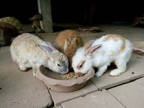 Quand doit manger un lapin et en quelles quantités ?