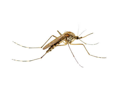 Les moustiques et la leishmaniose