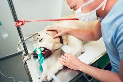 Opération d'un chien avec une tumeur vénérienne.