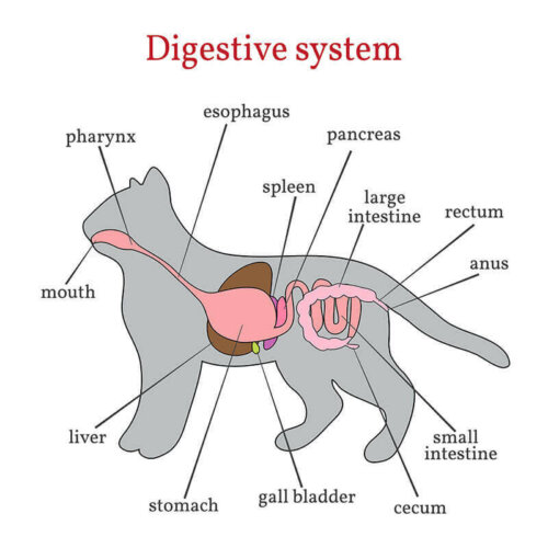 Un schéma du système digestif chez le chat