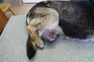 Un chien avec une tumeur vénérienne.