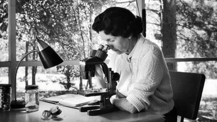 Rachel Carson utilisant un microscope