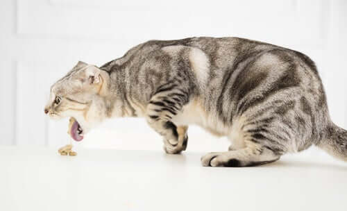Les vomissements aigus chez le chat ont des causes bien particulières