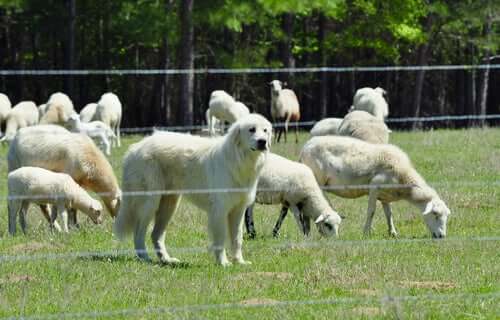 Un chien de montagne des Pyrénées avec un troupeau de moutons