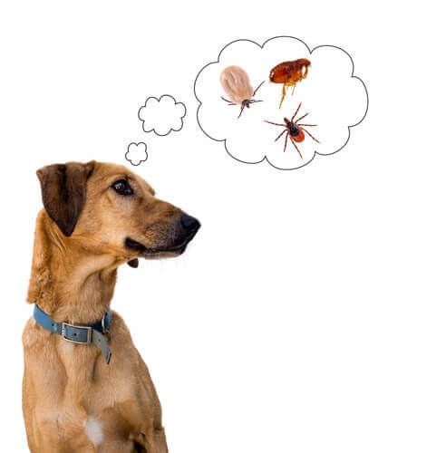 Un chien pensant à des parasites