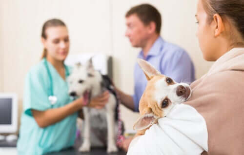 Les urgences vétérinaires pendant la quarantaine