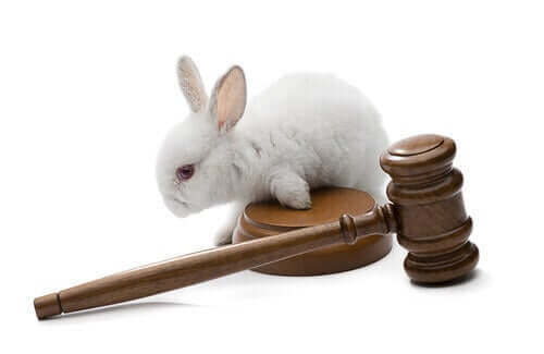 Un lapin et un marteau de la justice représentant la protection animale