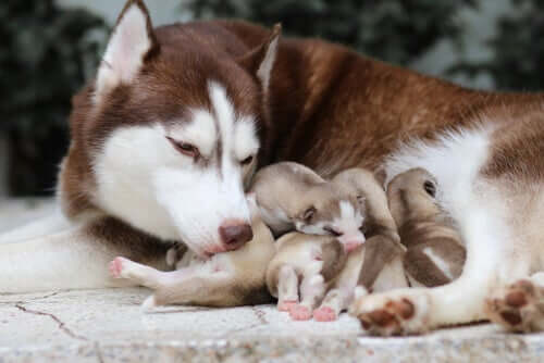 Une chienne husky allaitant ses chiots