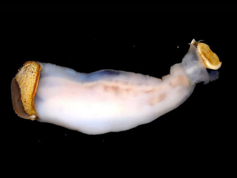 Lithoredo abatanica, le mollusque qui peut changer le cours d'une rivière