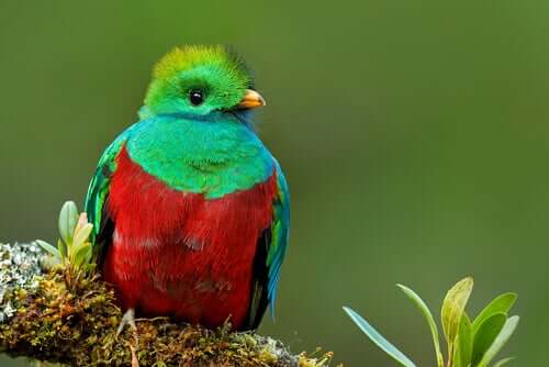 Un quetzal resplendissant