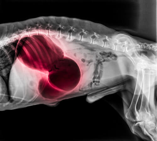 La radiographie d'une thrombo-embolie chez un chien