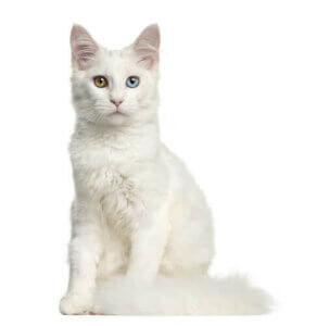 Le chat blanc est souvent un chat sourd