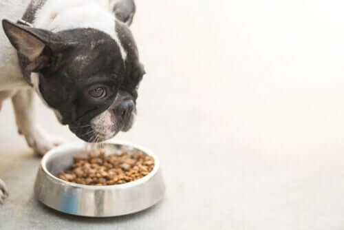 Maladies associées aux aliments pour chiens