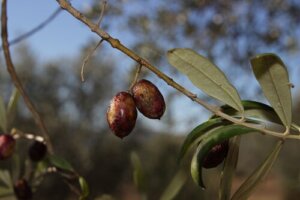 Les feuilles d'olivier comme antibiotiques pour chiens