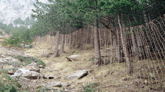 Des filets dans la forêt permettant de capturer les chamois