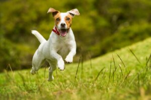 L'huile de foie de morue améliore le système cardiovasculaire des chiens