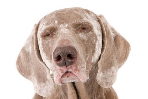 Vitiligo chez les chiens : causes et symptômes