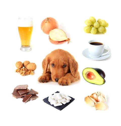 Quels sont les aliments toxiques pour les chiens ?