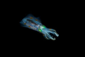 Le superpouvoir du calamar : changer son code génétique