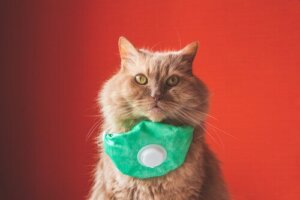 Un premier chat atteint du coronavirus en Espagne