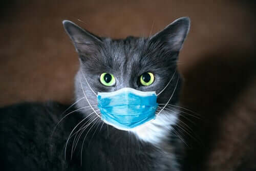 Un chat ayant le coronavirus portant un masque chirurgical
