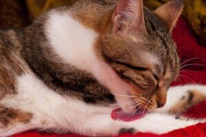 Le léchage excessif peut révéler des problèmes de pelage du chat