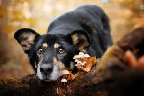 L'empoisonnement d'un chien aux champignons peut être dangeureux
