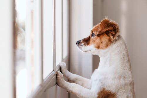 Pourquoi certains chiens lèchent les murs ?