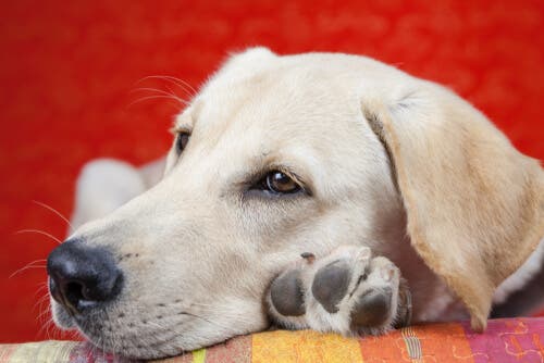 Les causes de la léthargie chez les chiens