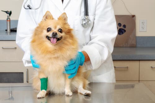 Un petit chien chez le vétérinaire pour traiter ses pattes enflées