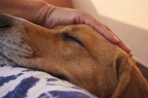 Un chien détendu grâce à l'ostéopathie canine