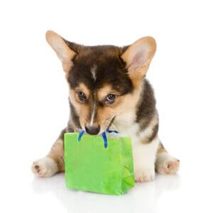 Un chien de race avec un paquet cadeau dans la gueule