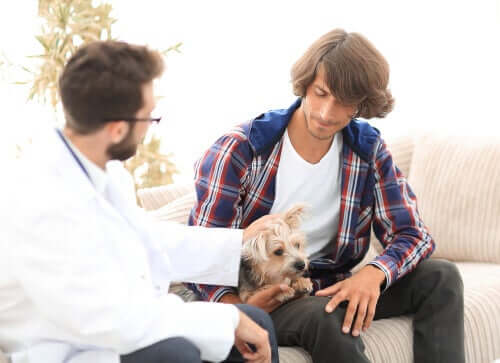Comment l'hyperparathyroïdie affecte les chiens ?