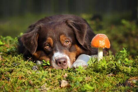 Empoisonnement d'un chien par des champignons