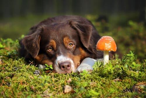Empoisonnement d’un chien par des champignons