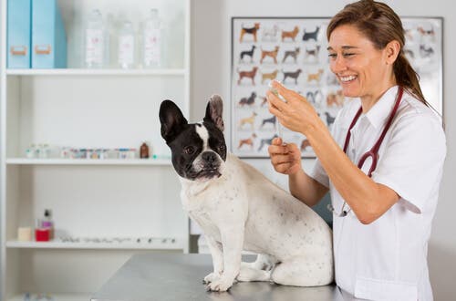 Certaines affections canines peuvent être combattues grâce à des vaccins
