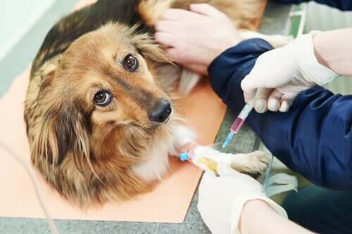 Un chien chez le vétérinaire pour cause d'hyperparathyroïdie