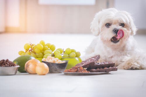 Un assortiment d'aliments toxiques pour les chiens