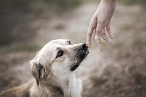 Des études scientifiques ont été menées sur l'odorat des chiens et le lien avec les émotions