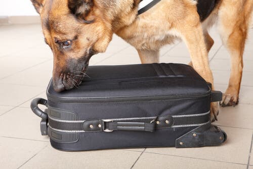On entraîne les chiens policiers via leur système olfactif