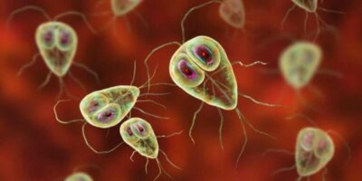 Les parasites unicellulaires existent-ils ?